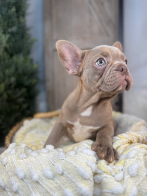 ELIJAH-FRENCH BULLDOG -MALE-ISABELLA-