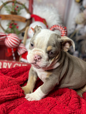 Athena-English Bulldog-Female-lilac/Tricolor