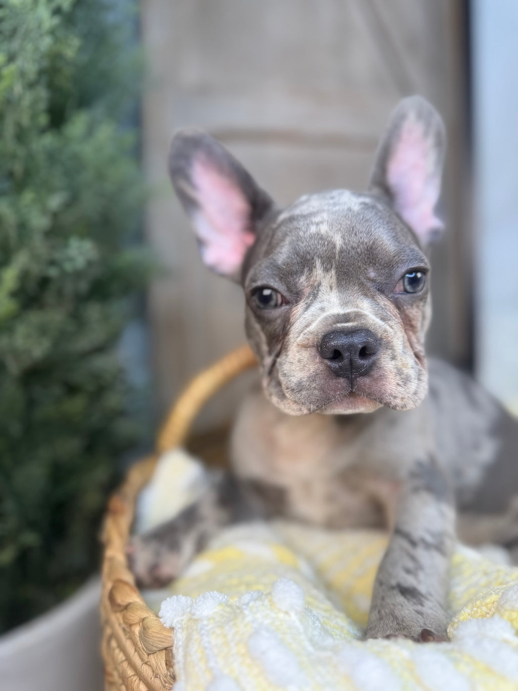 Merle Male French Bulldog puppy eight weeks old. Set against a rustic background and yellow comfy. Blanket male French Bulldog puppy eight weeks old has blue eyes, large ears, and a smooth, shiny coat.