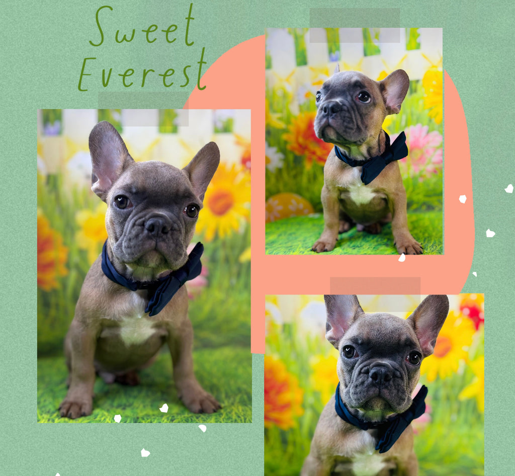 Everest-French Bulldog-Male-Blue Fawn/Black Mask-