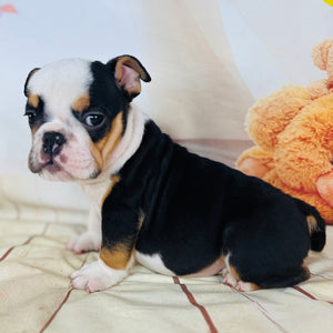 Quinn-English Bulldog-Male-Tricolor-