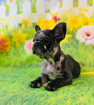 Teddy-French Bulldog-Black Merle-Male-