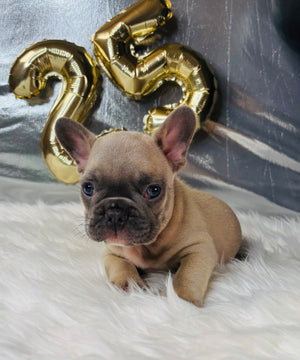 Elvis-French Bulldog-Male-Blue/Fawn (SOLD)