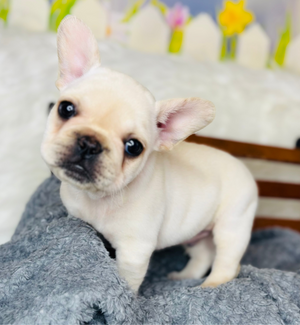 Pickles-French Bulldog-Male-white Fluffy Carrier-