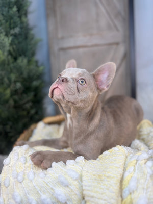 Lilac Male French Bulldog puppy eight weeks old. Set against a rustic background and yellow comfy. Blanket male French Bulldog puppy eight weeks old has blue eyes, large ears, and a smooth, shiny coat.