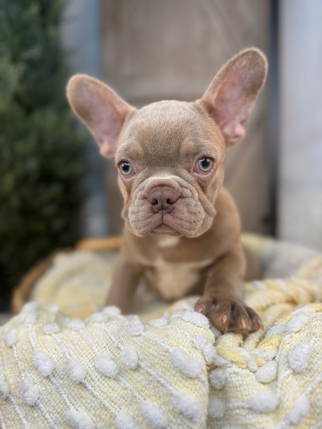 ELIJAH-FRENCH BULLDOG -MALE-ISABELLA-