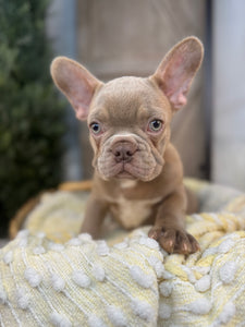 ELIJAH-FRENCH BULLDOG -MALE-ISABELLA-