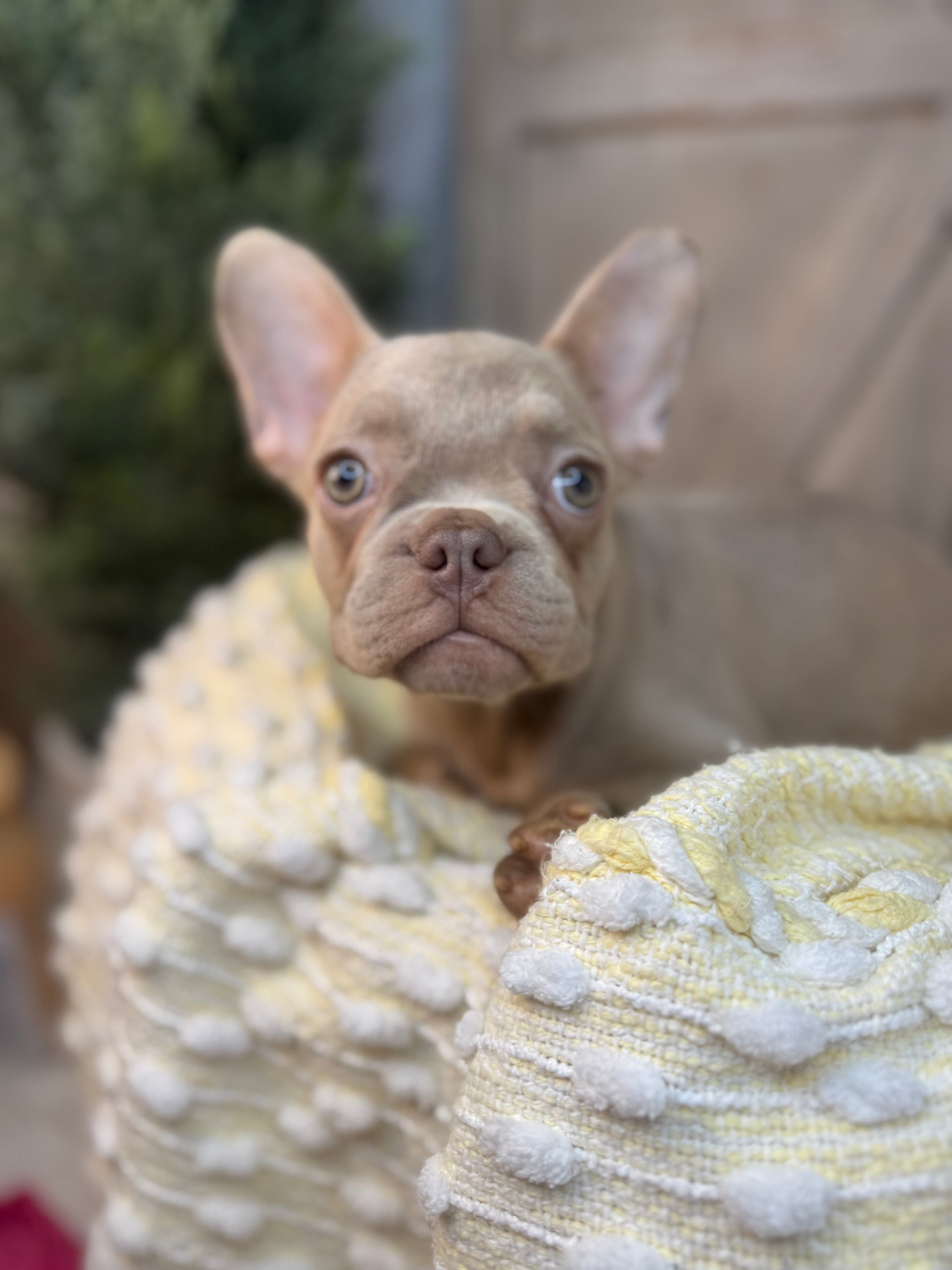 TRUDY-FRENCH BULLDOG - FEMALE -ISABELLA-