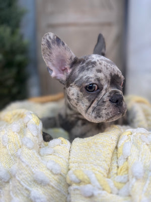 Merle female French Bulldog puppy eight weeks old. Set against a rustic background and yellow comfy. Blanket male French Bulldog puppy eight weeks old has blue eyes, large ears, and a smooth, shiny coat.