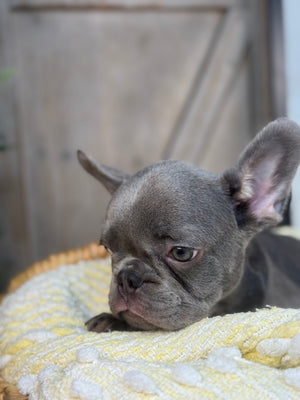 Blue mail, French Bulldog puppy eight weeks old. Set against a rustic background and yellow comfy. Blanket male French Bulldog puppy eight weeks old has blue eyes, large ears, and a smooth, shiny coat.
