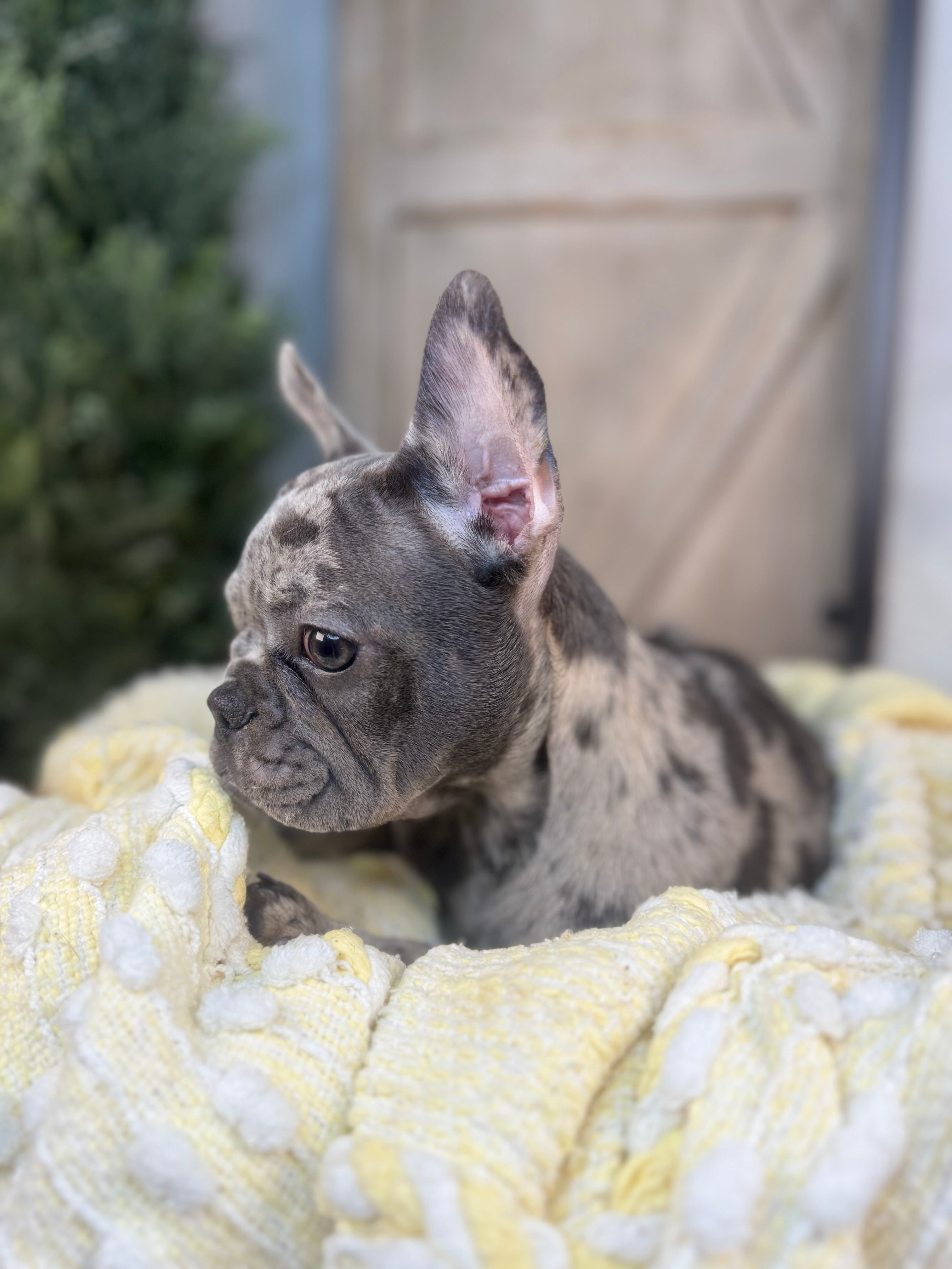 Merle female French Bulldog puppy eight weeks old. Set against a rustic background and yellow comfy. Blanket male French Bulldog puppy eight weeks old has blue eyes, large ears, and a smooth, shiny coat.