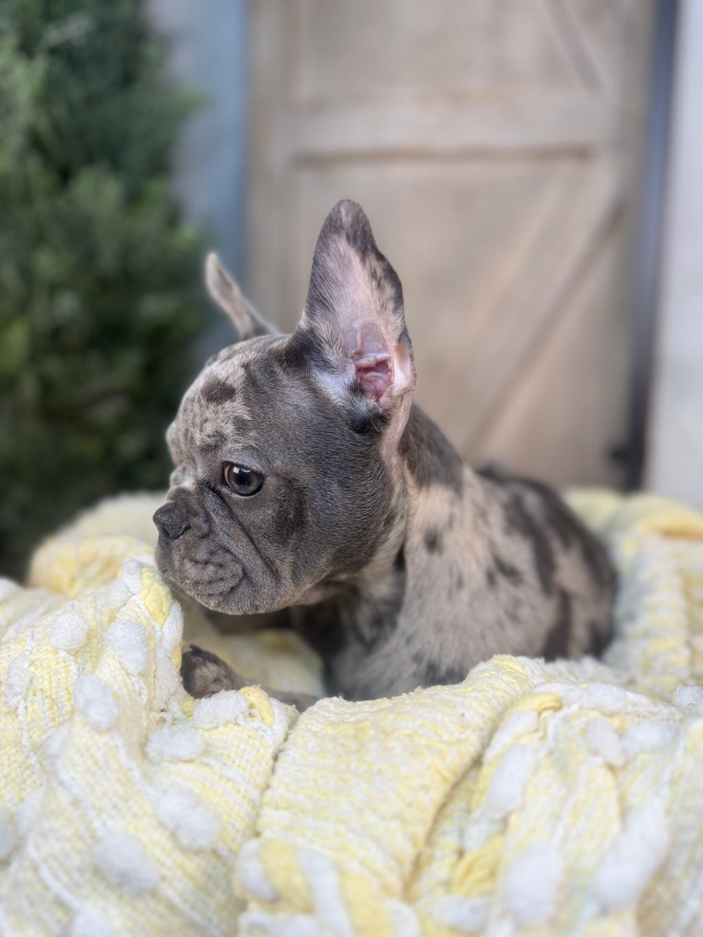 Merle female French Bulldog puppy eight weeks old. Set against a rustic background and yellow comfy. Blanket male French Bulldog puppy eight weeks old has blue eyes, large ears, and a smooth, shiny coat.