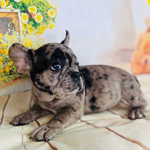 Dolly-French Bulldog-Female-Merle-