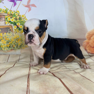 Quinn-English Bulldog-Male-Tricolor-