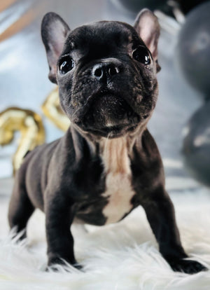 Nena-French Bulldog-Female- Black/white-