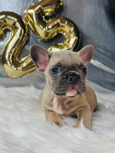 Elvis-French Bulldog-Male-Blue/Fawn (SOLD)