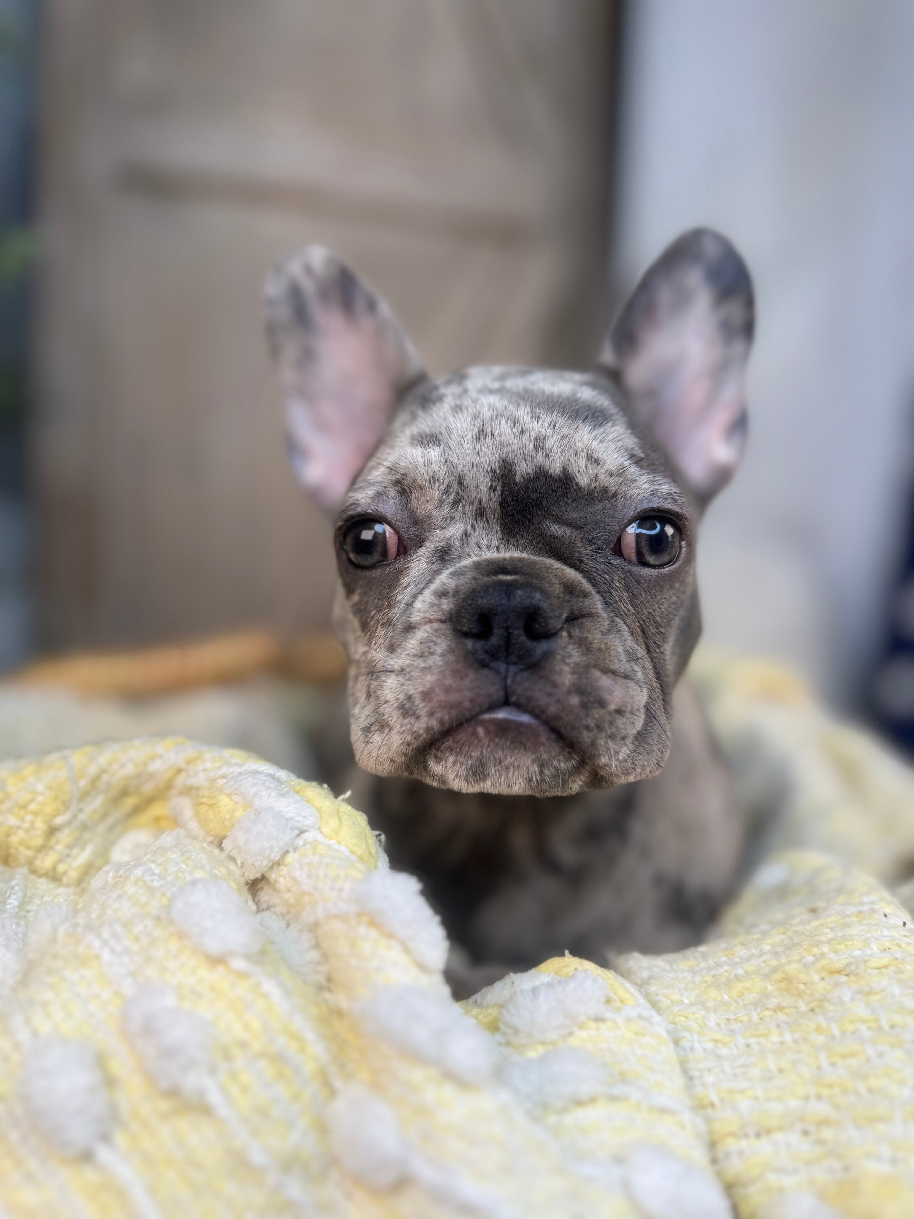 Merle female French Bulldog puppy eight weeks old. Set against a rustic background and yellow comfy. Blanket male French Bulldog puppy eight weeks old has blue eyes, large ears, and a smooth, shiny coat.
