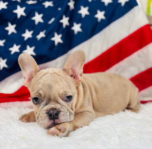 Lincoln- French Bulldog-Isabella Merle Fawn-Male
