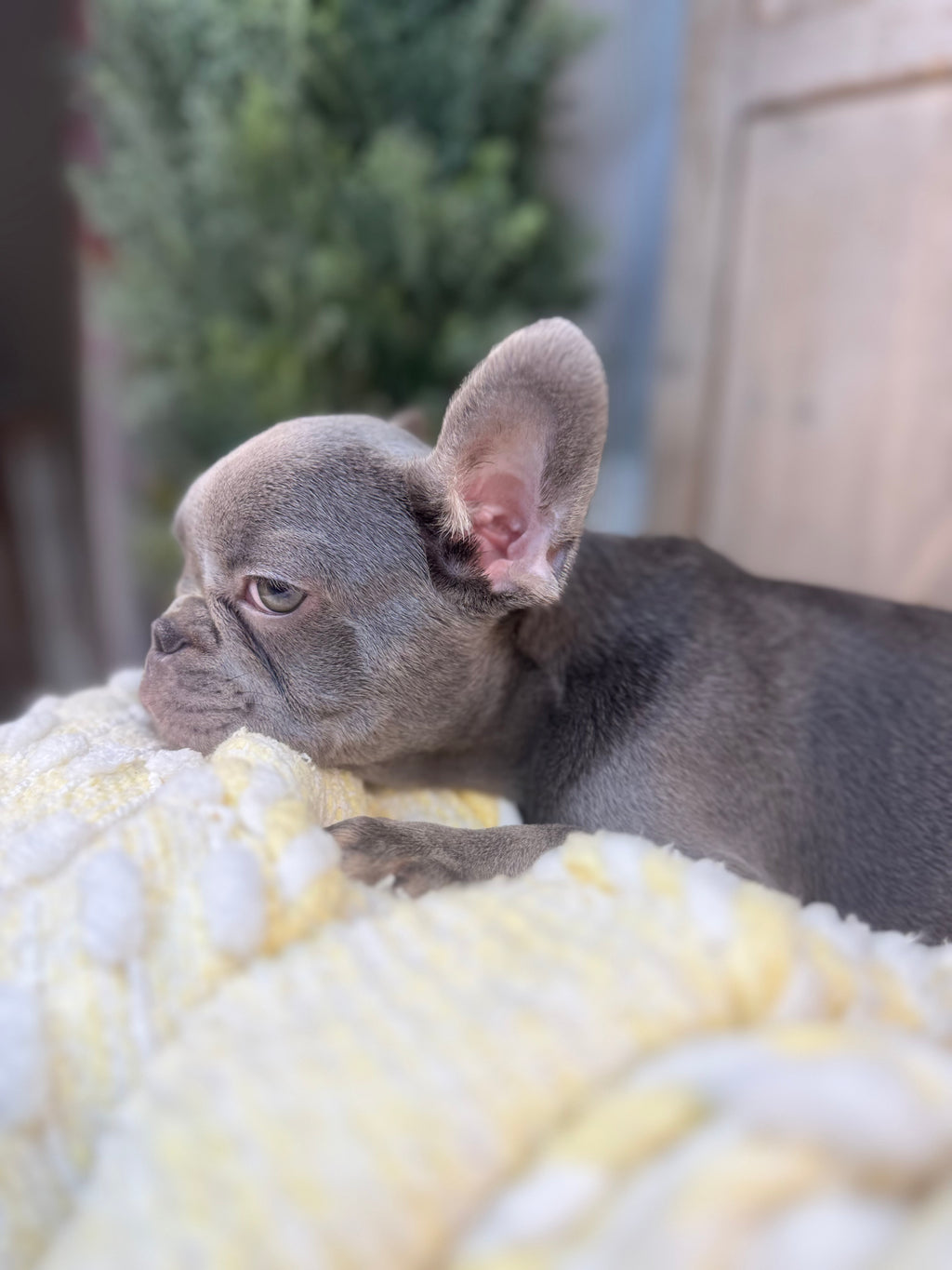 Blue mail, French Bulldog puppy eight weeks old. Set against a rustic background and yellow comfy. Blanket male French Bulldog puppy eight weeks old has blue eyes, large ears, and a smooth, shiny coat.