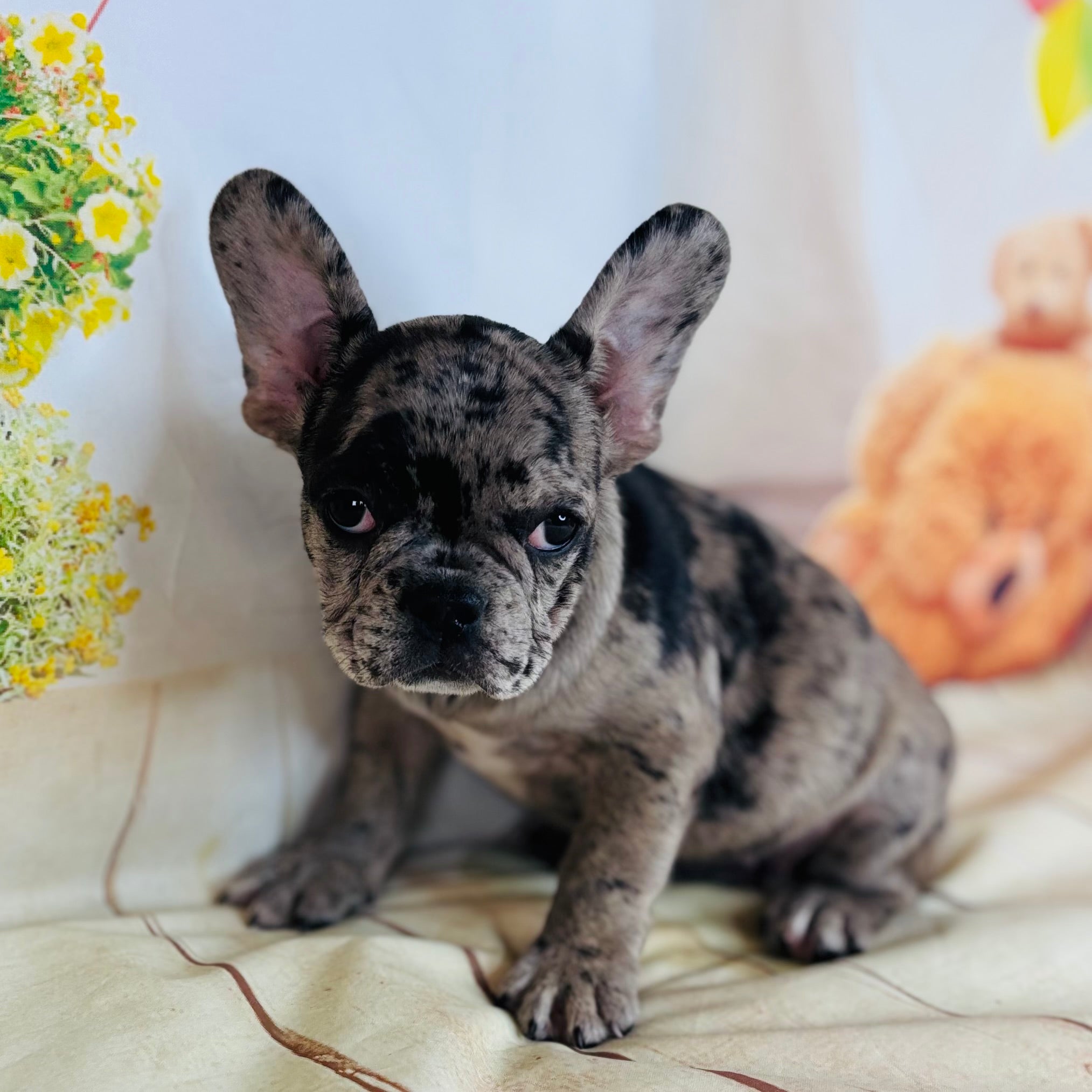 Dolly-French Bulldog-Female-Merle-