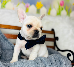 Pickles-French Bulldog-Male-white Fluffy Carrier-
