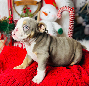 Athena-English Bulldog-Female-lilac/Tricolor