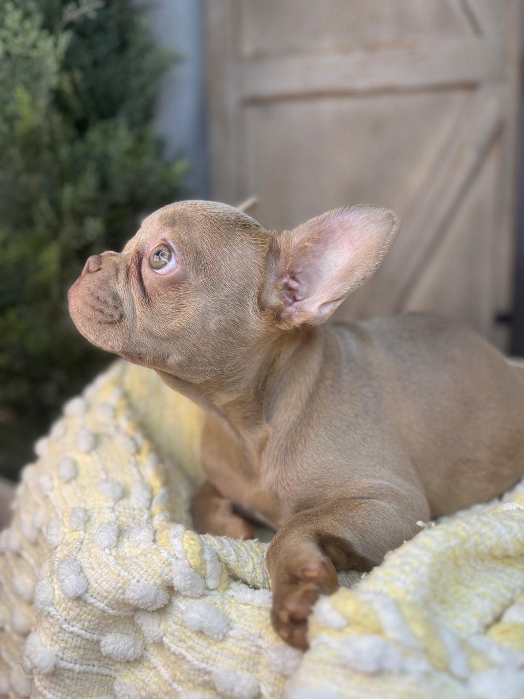 TRUDY-FRENCH BULLDOG - FEMALE -ISABELLA-