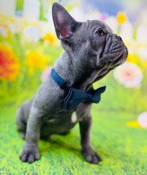 RIVER-French Bulldog-Male-Blue-