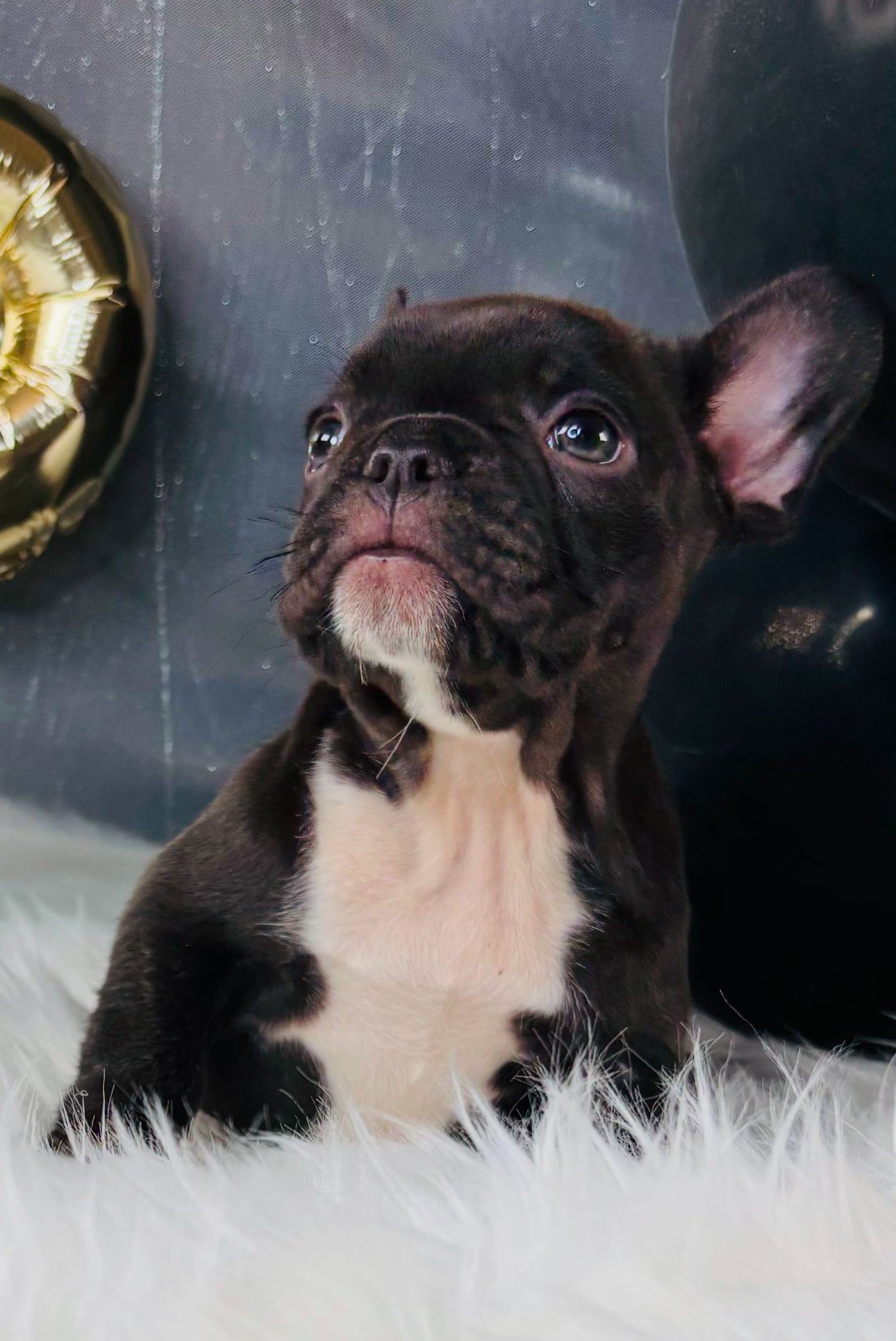 Marie-French Bulldog-Female-Cocoa-