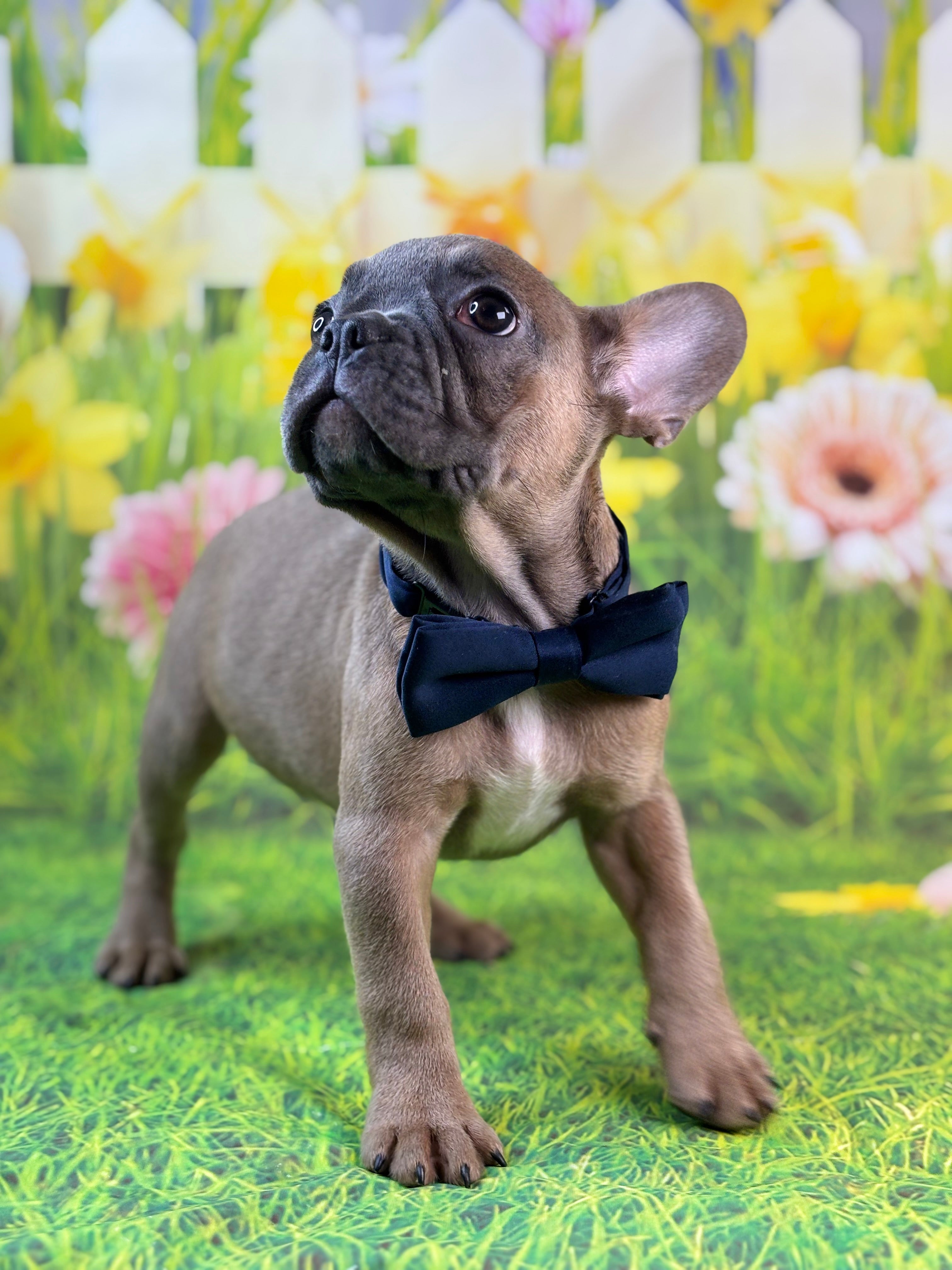 Everest-French Bulldog-Male-Blue Fawn/Black Mask-
