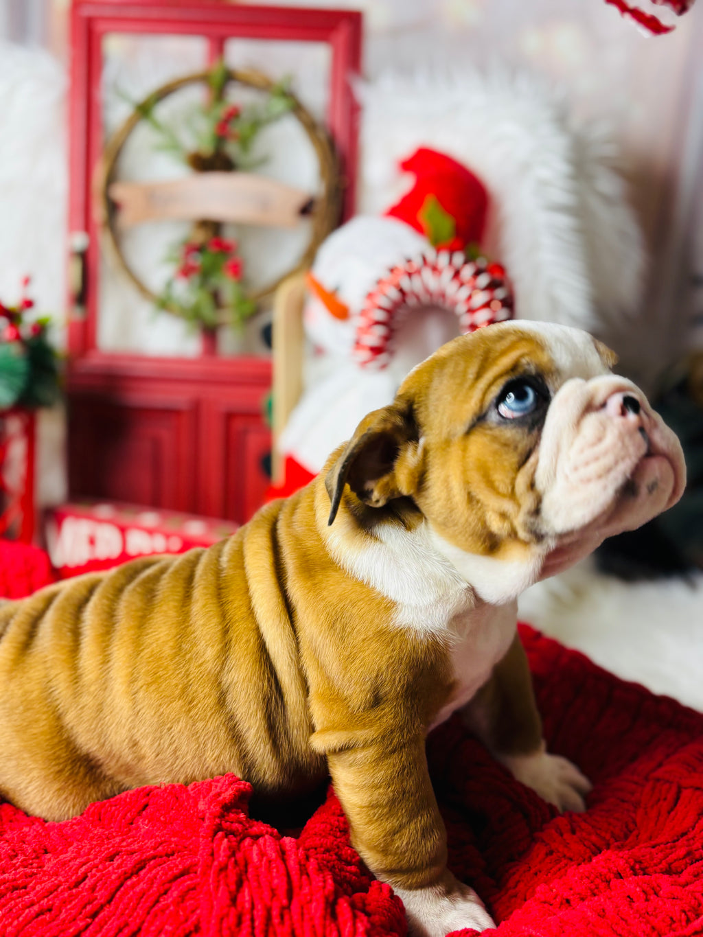 Ginger-English Bulldog-Female-Tan/white-