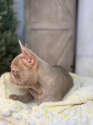 ISAIAH -FRENCH BULLDOG -MALE-ISABELLA-