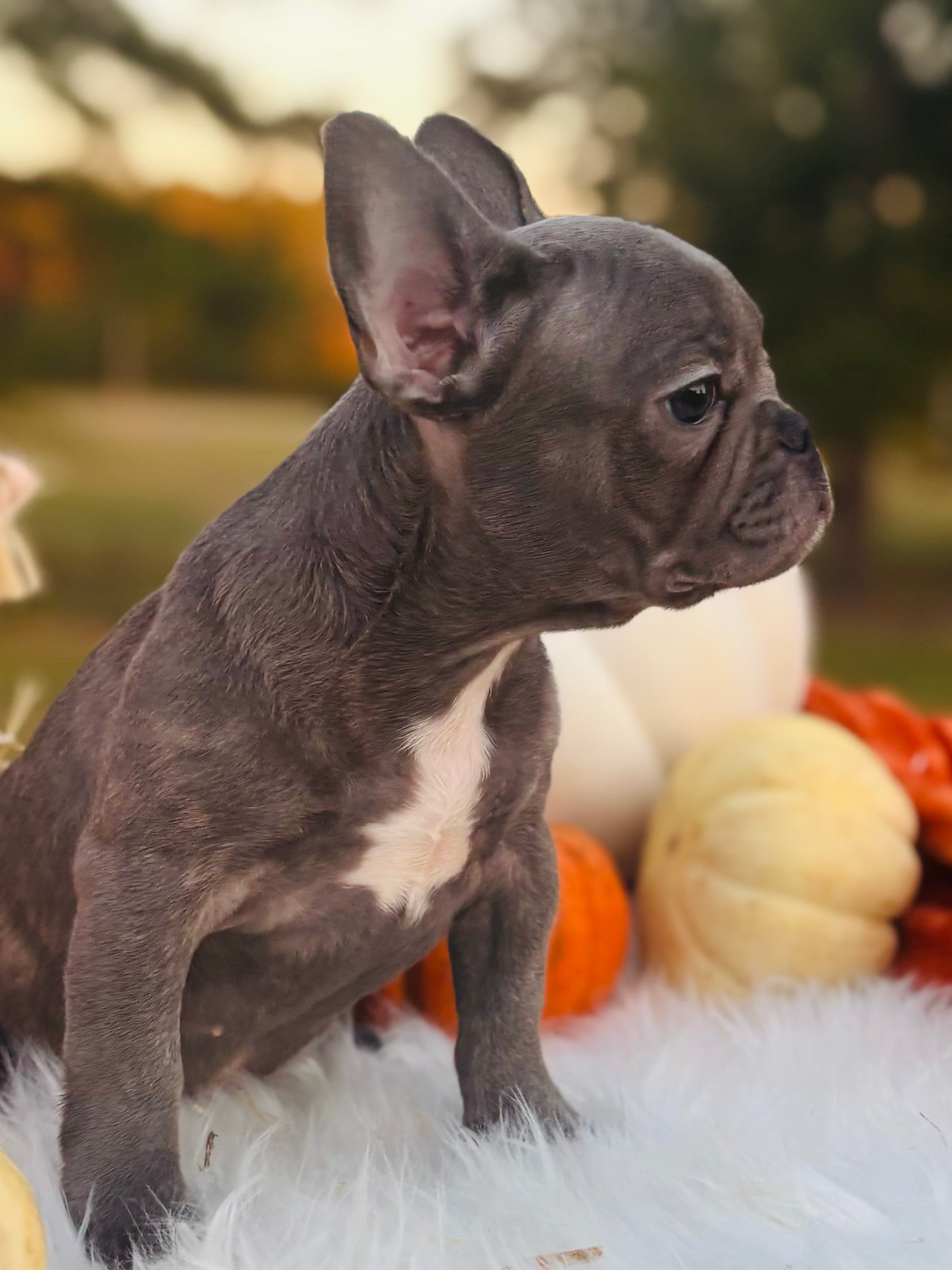 Selena-French Bulldog-Female-Blue (SOLD)