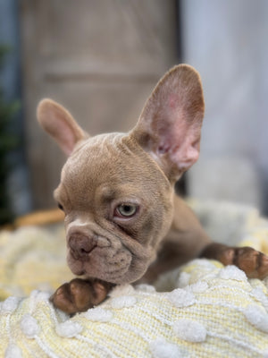 ELIJAH-FRENCH BULLDOG -MALE-ISABELLA-