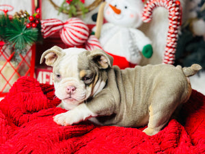 Athena-English Bulldog-Female-lilac/Tricolor