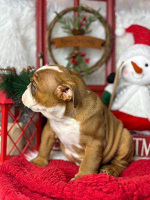 Hermes-English Bulldog-Male-Tan/white-