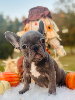 Selena-French Bulldog-Female-Blue (SOLD)