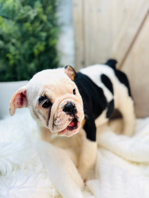 TILLY-English Bulldog-Female - Tri Color-