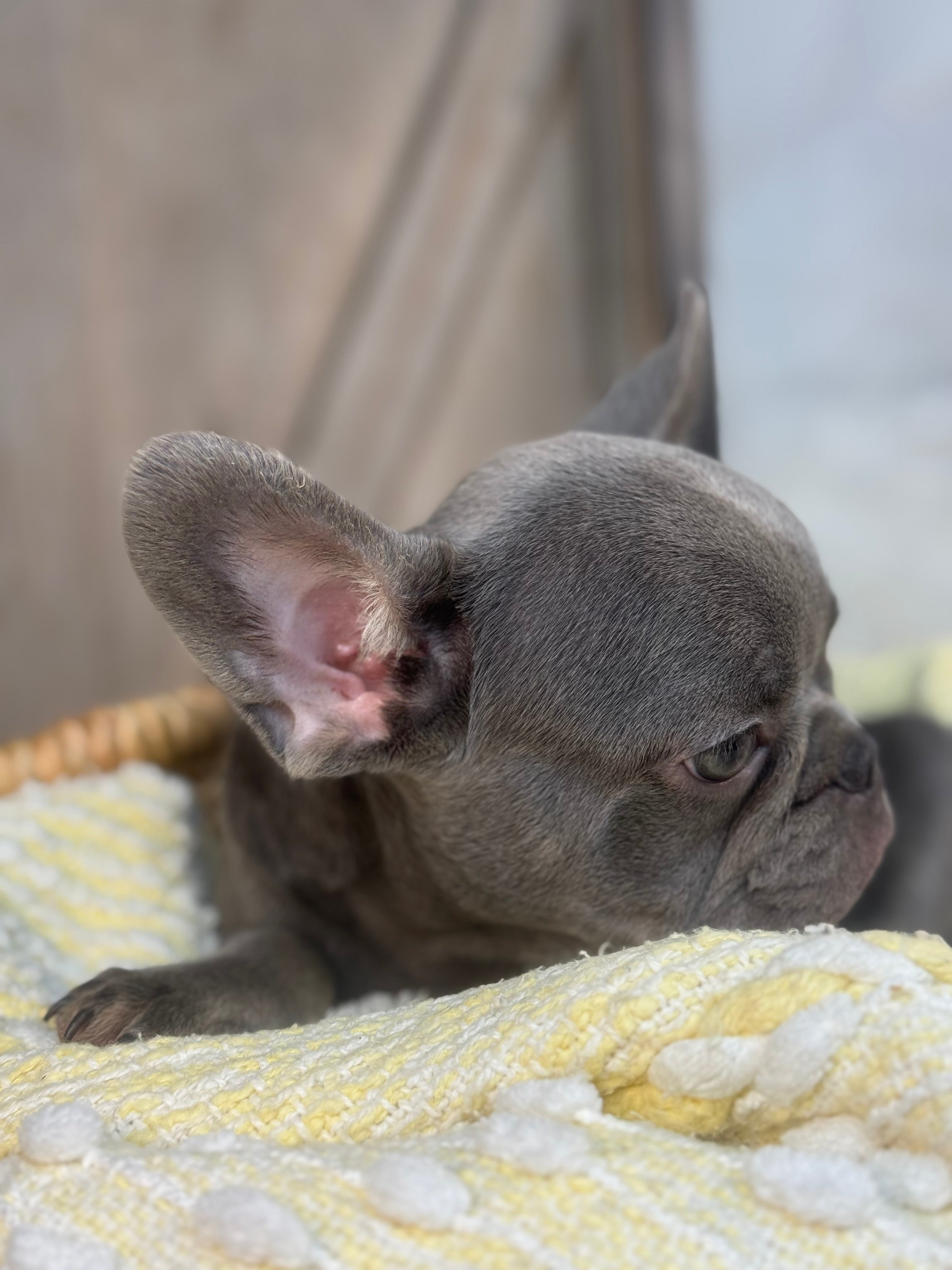 Blue mail, French Bulldog puppy eight weeks old. Set against a rustic background and yellow comfy. Blanket male French Bulldog puppy eight weeks old has blue eyes, large ears, and a smooth, shiny coat.