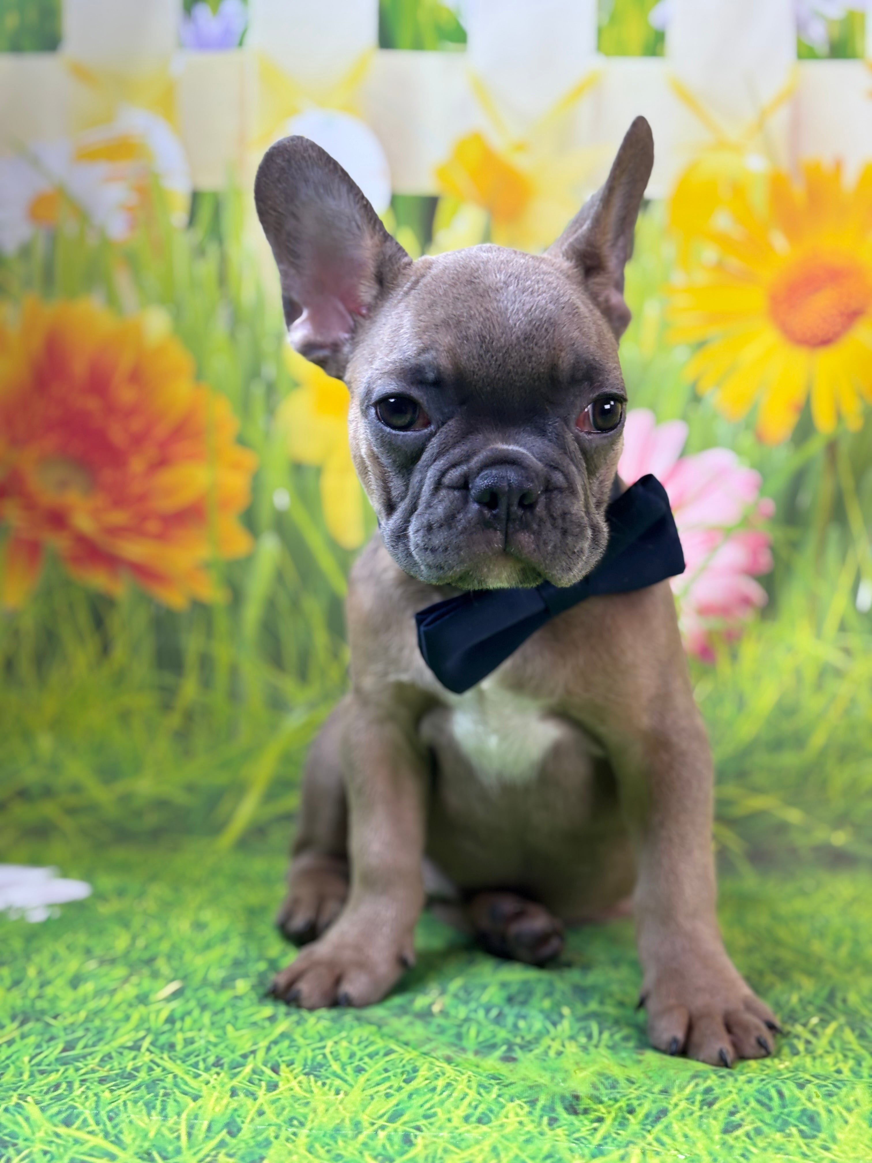 Everest-French Bulldog-Male-Blue Fawn/Black Mask-