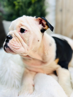 TILLY-English Bulldog-Female - Tri Color-