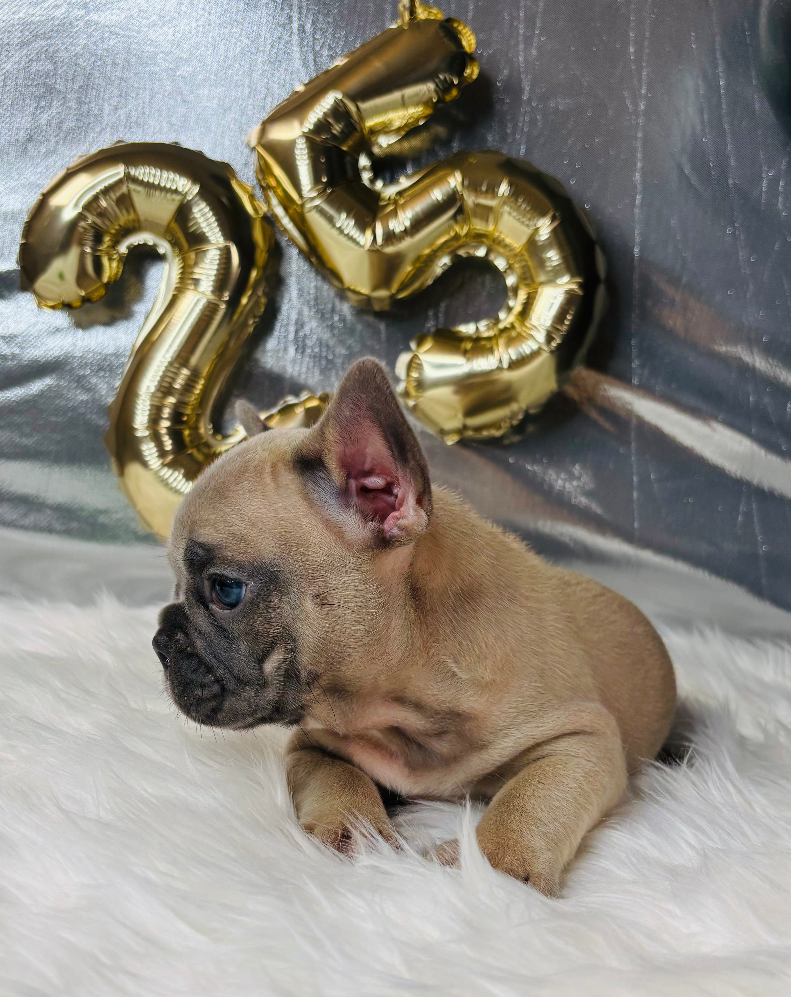 Elvis-French Bulldog-Male-Blue/Fawn (SOLD)