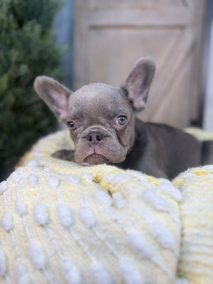Blue mail, French Bulldog puppy eight weeks old. Set against a rustic background and yellow comfy. Blanket male French Bulldog puppy eight weeks old has blue eyes, large ears, and a smooth, shiny coat.