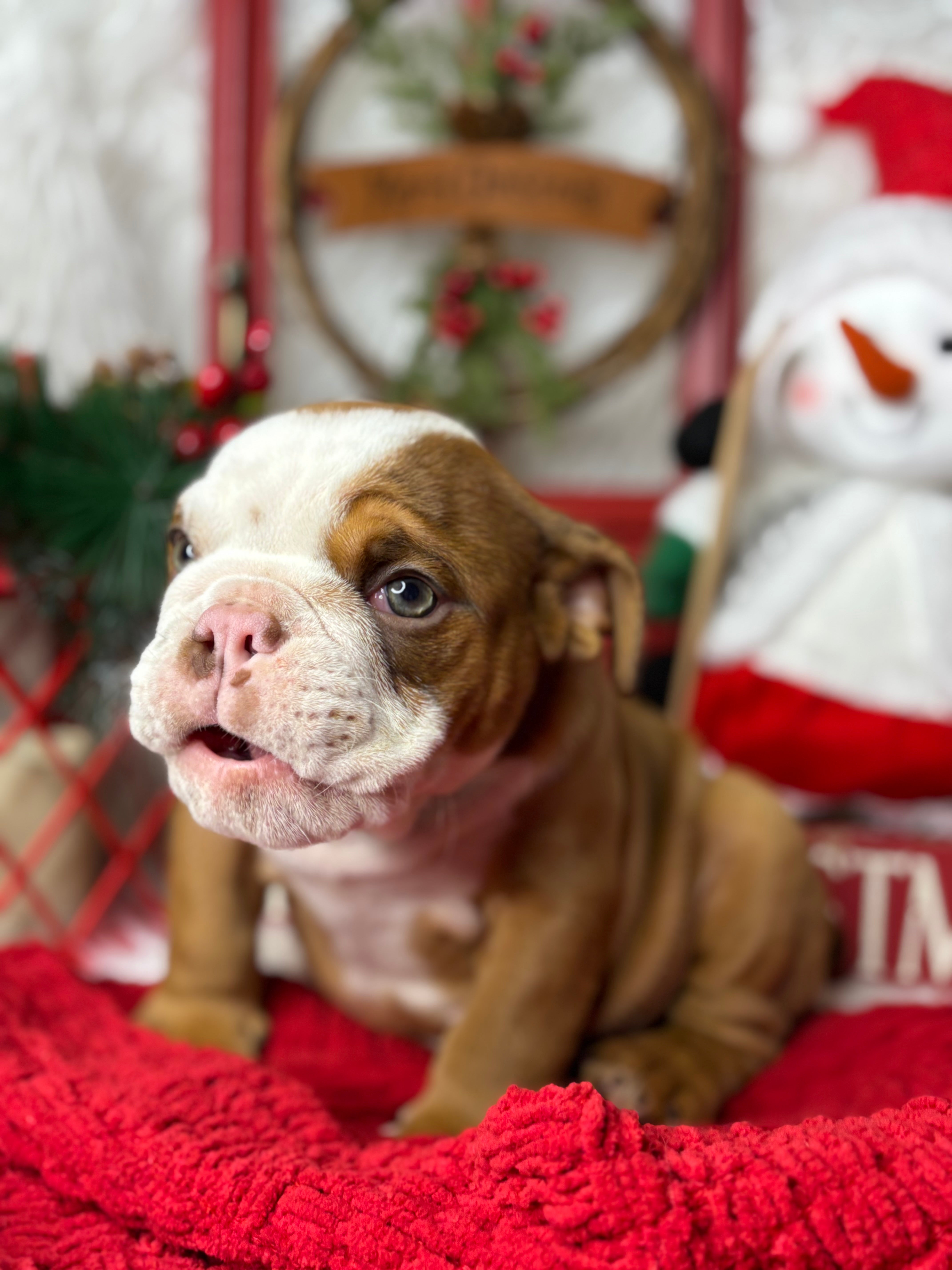 Hermes-English Bulldog-Male-Tan/white-