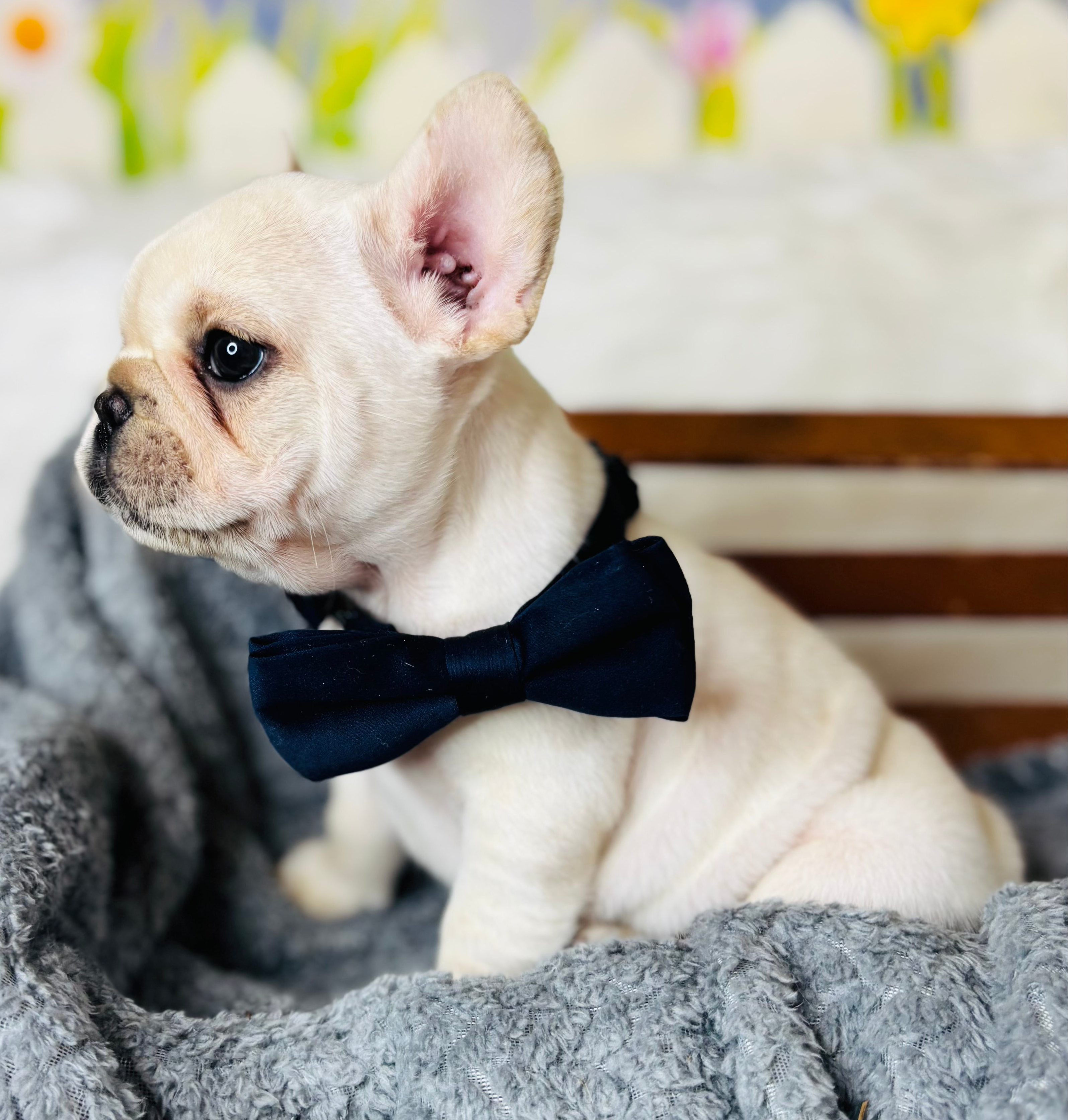 Pickles-French Bulldog-Male-white Fluffy Carrier-