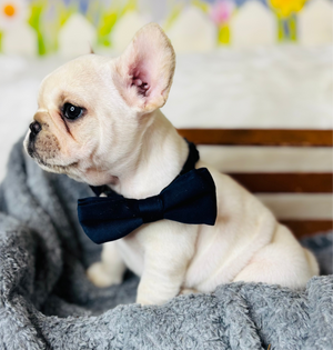Pickles-French Bulldog-Male-white Fluffy Carrier-