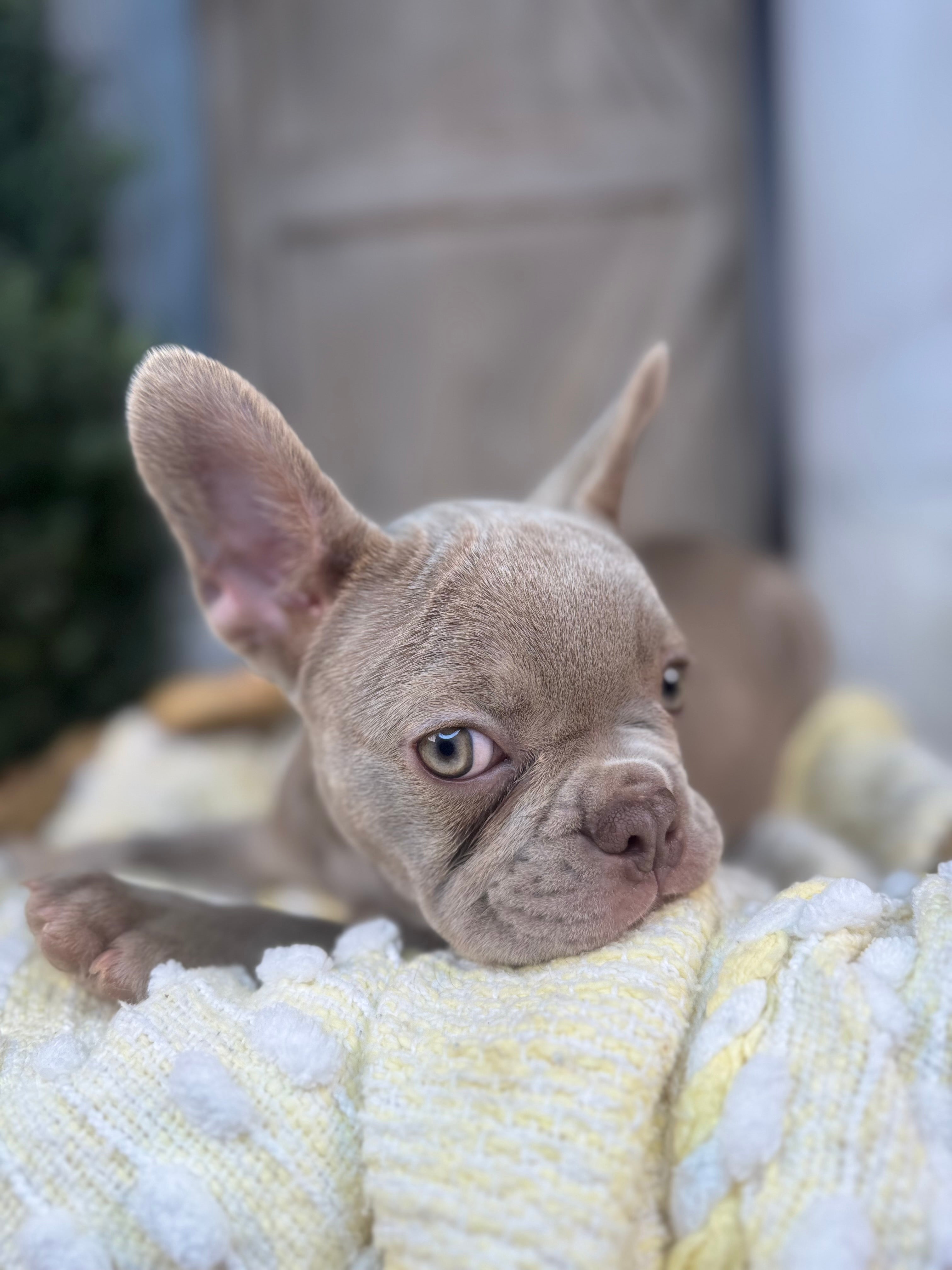 Lilac Male French Bulldog puppy eight weeks old. Set against a rustic background and yellow comfy. Blanket male French Bulldog puppy eight weeks old has blue eyes, large ears, and a smooth, shiny coat.