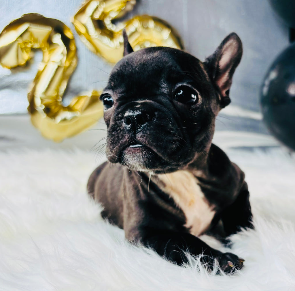 Nena-French Bulldog-Female- Black/white-