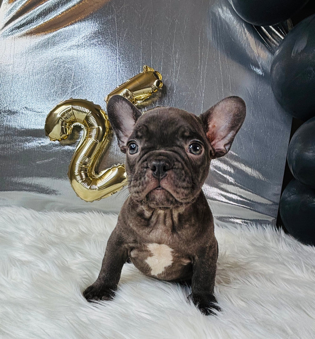 Hamilton-French Bulldog-Male-Cocoa (SOLD)