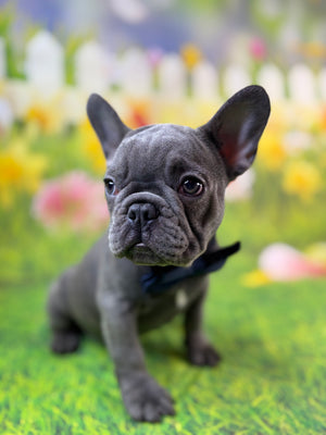 RIVER-French Bulldog-Male-Blue-